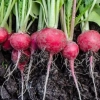 Pěstování redis: 8 tajemství bezprecedentní plodiny