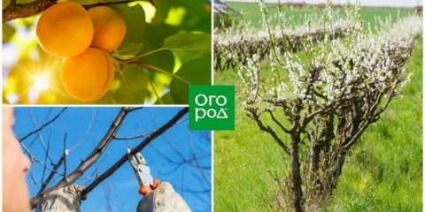 Od sazenice po strom dospělého - vše o jarním prořezávání meruňky