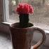 Cactus: care doma - všechna tajemství!